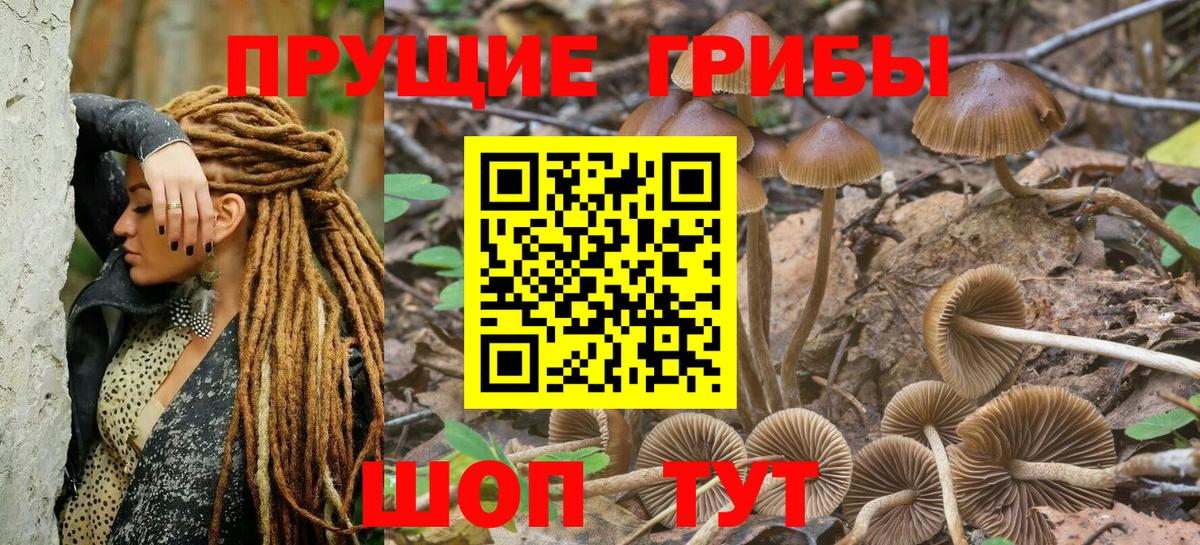 Псилоцибиновые грибы Psilocybine cubensis Пугачёв